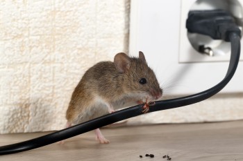 Myš v dome môže byť veľmi nepríjemný hosť, rýchlo sa jej zbavte!